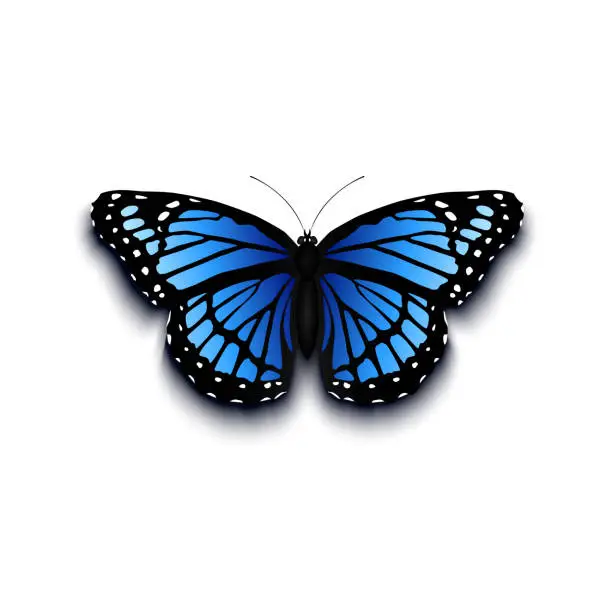 Vector illustration of Realistic butterfly icon isolated on white background.