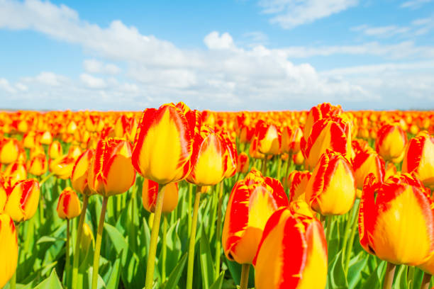 istock Field with tulips below a blue cloudy sky in spring 669891794