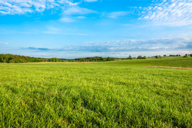 istock Green grass field and blue sky in spring landscape 669891956
