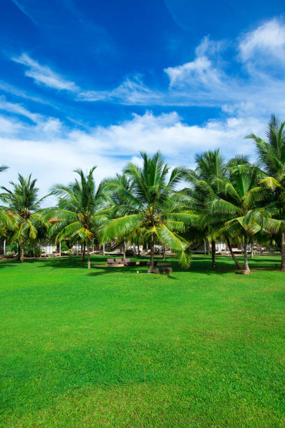 istock palm garden with grass 669895622