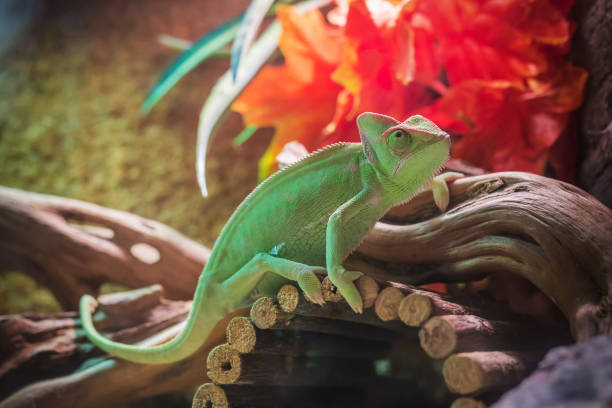 istock green chameleon - calyptratus 669899250