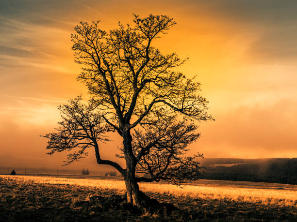 bunte herbstlandschaft nach regen mit schönem baum, nebel und blauem himmel. dramatische abendszene bei sonnenuntergang - fog wet rain tree stock-fotos und bilder