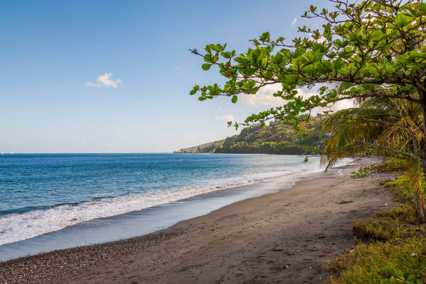 istock Trees in the Beach, Grenada, Caribbean 669903674