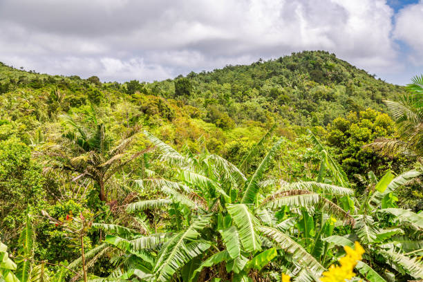 istock Landscape in Grenada, Caribbean 669906402