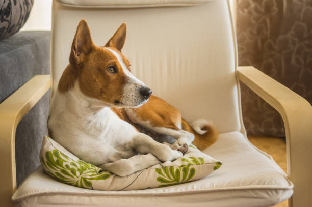 Indoor portrait of cute basenji dog having rest on its favorite place in the chair - fotografia de stock