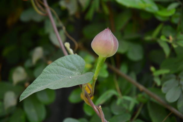 istock Aniseia martinicensis flower 669910946