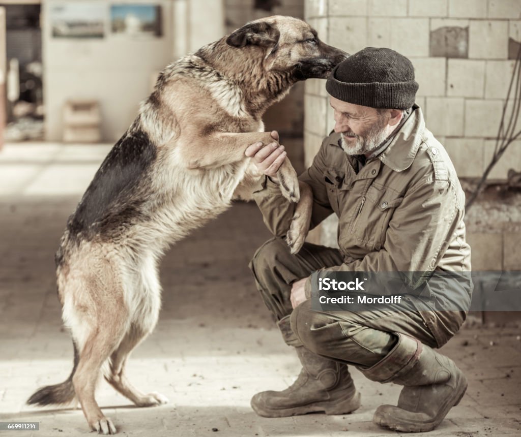 Joy Of Meeting German Shepherd And Old Man Stock Photo - Download Image Now  - 50-59 Years, 60-69 Years, Abandoned - iStock