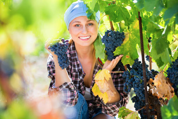 istock Female staff cutting clusters of wine grape 669912292