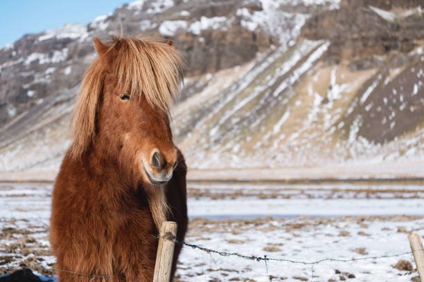 istock close-up horse in winter with copy space 669917322