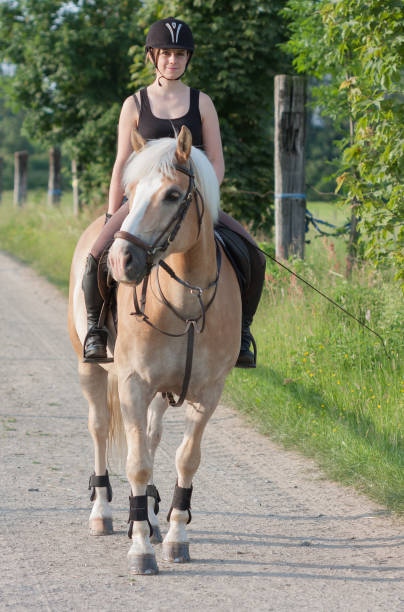 istock A young woman riding a horse Haflinger 669917632