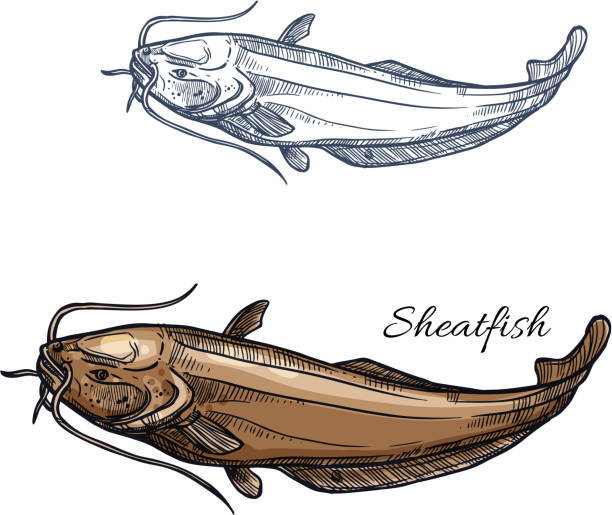 Sheatfish fish vector isolated sketch icon Sheatfish sketch vector fish icon. Isolated freshwater lake or catfish or burbot fish species. Isolated symbol for seafood restaurant sign or emblem, fishing club or fishery market sheatfish stock illustrations