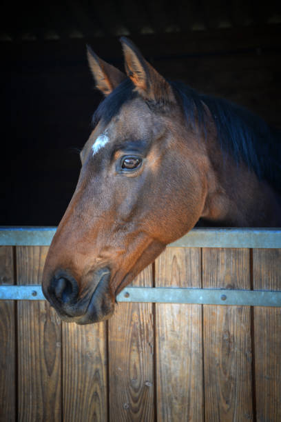 istock Bay horse head looking out of his stable 669918200