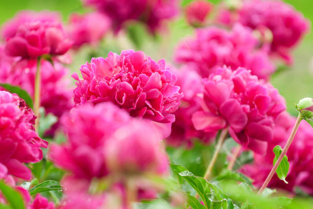 istock Lush red flowers of peonies 669921608