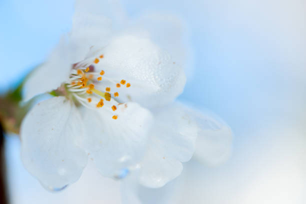 istock Cherry blossom detail 669922250
