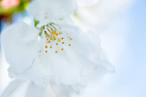 istock Cherry blossom detail 669922264