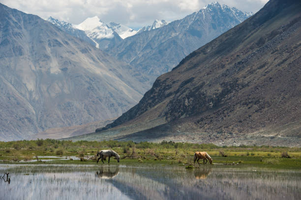 istock Horses graze Mountain Range Landscape, Leh Ladakh, India 669923510