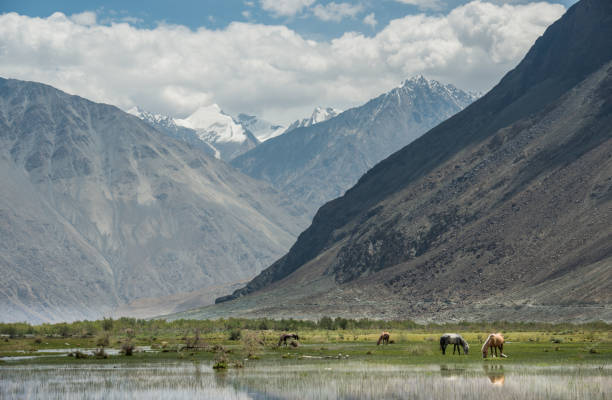 istock Horses graze Mountain Range Landscape, Leh Ladakh, India 669923836