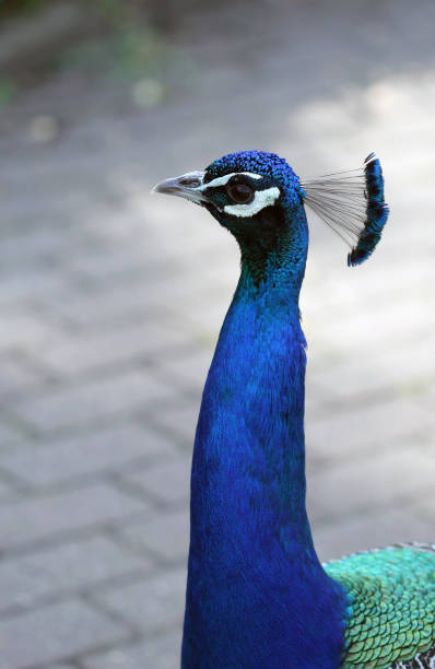 istock The colorful peacock close up portrait 669926110