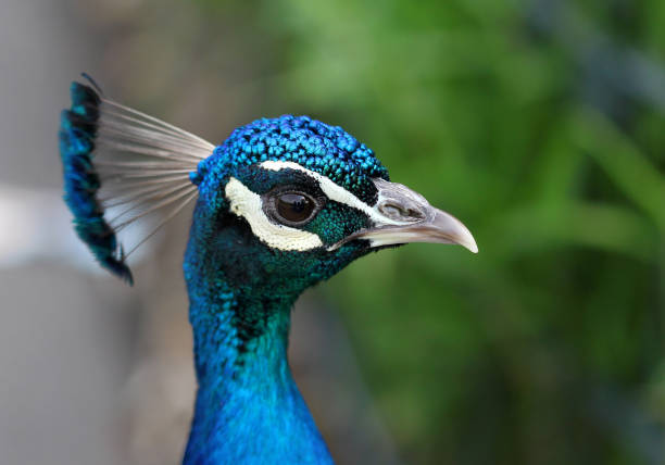 istock The colorful peacock close up portrait 669926118