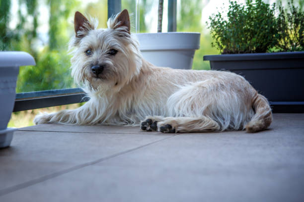 The nine month old puppy Cairn Terrier The nine month old puppy Cairn Terrier cairn terrier stock pictures, royalty-free photos & images