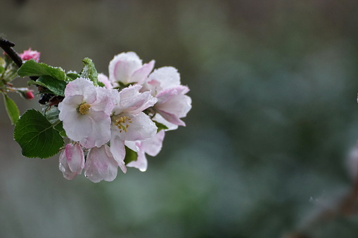 White blossoming apple trees. White apple tree flowers. Spring season, spring colors