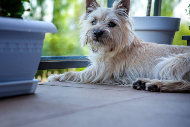 The nine month old puppy Cairn Terrier