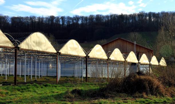 istock Agriculture Tunnel Tents 669926762