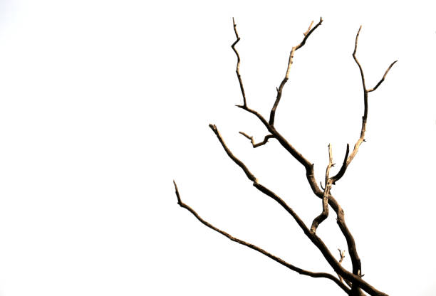 голая ветка дерева - bare tree dry tree branch стоковые фото и изображения