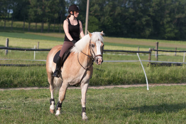 istock A young woman riding a horse Haflinger 669930428