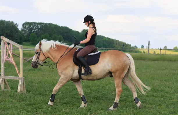 A young woman riding a horse, horse breed Haflinger.A young woman riding a horse, horse breed Haflinger.