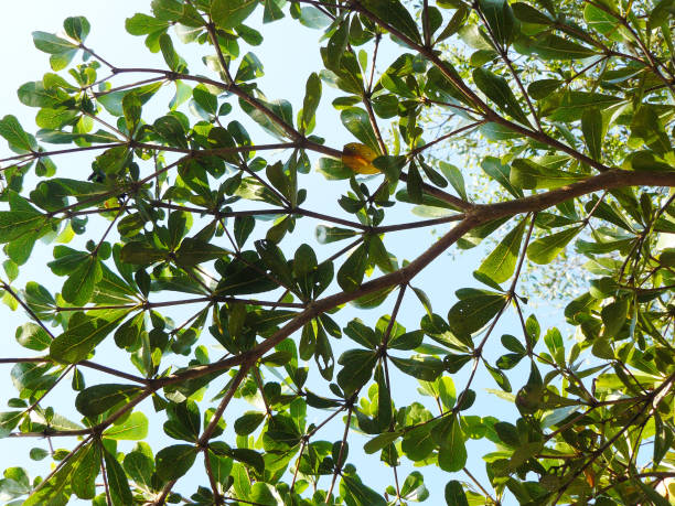 istock branch of green leaf 669937530