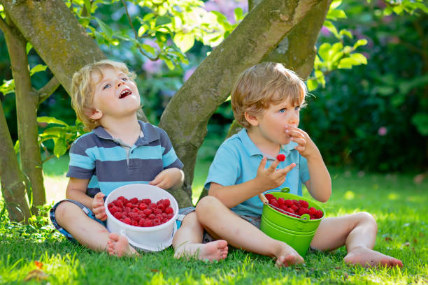 istock Two little friends, kid boys having fun on raspberry farm in summer 669940750