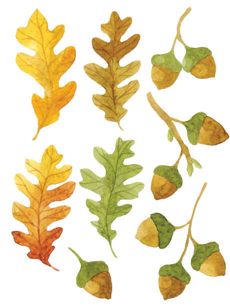 Watercolor Autumn Leaves A collection of bright red, orange and green autumn leaves and branches painted with watercolor, isolated on white background. linden new jersey stock illustrations