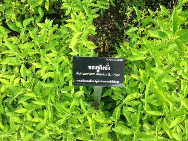 istock Rhinacanthus nasutus tree 669944594