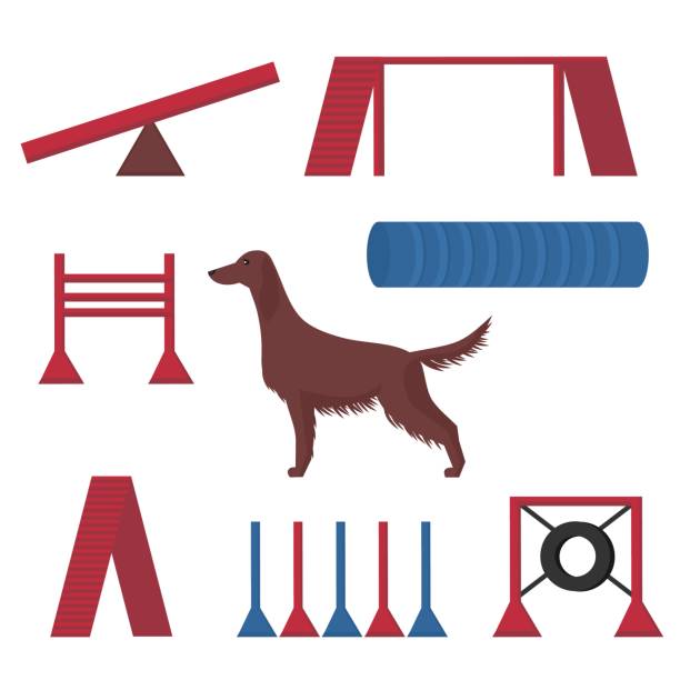 irish red setter in einer hundeausstellung, wettbewerb elemente hoop, tunnel und rohre. - agility stock-grafiken, -clipart, -cartoons und -symbole