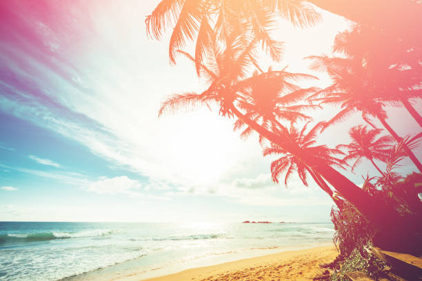 istock Coconut trees and turquoise Indian Ocean 669951934
