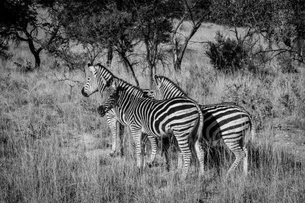 istock Zebra in South-Africa 669959236
