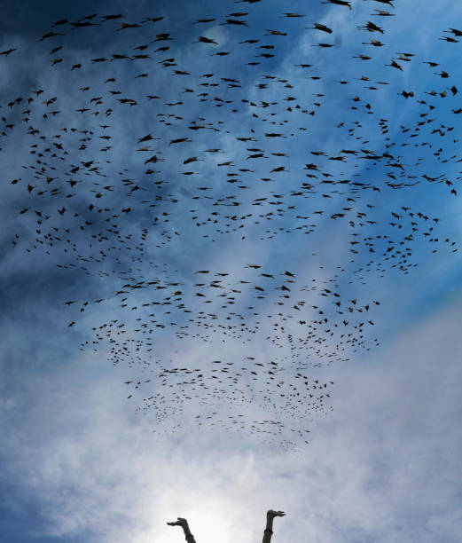 istock Funnel of flying birds 669959804