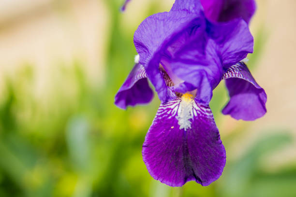 istock Blue flower irises- nature spring sunny background. 669962390