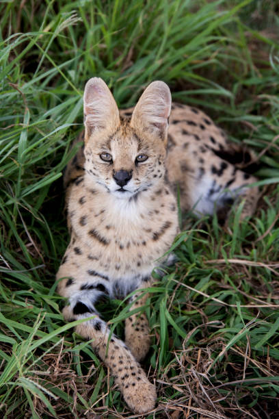 istock Serval cat in Souht-Africa 669962416