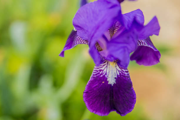 istock Blue flower irises- nature spring sunny background. 669962818