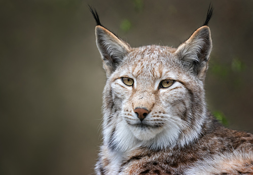 Protrait of an Eurasian lynx (Lynx lynx)