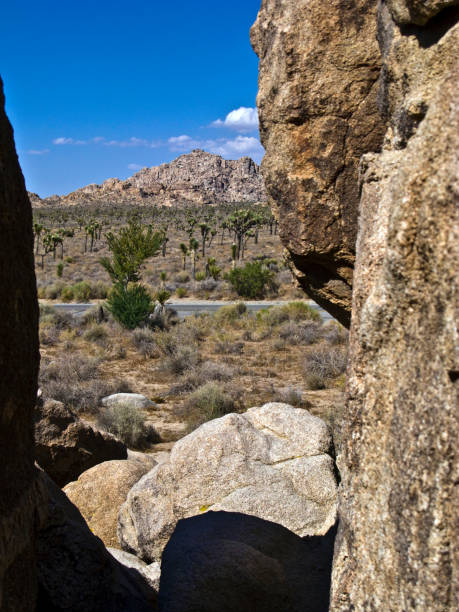 istock joshua tree with rocks in Joshua tree national park 669967188