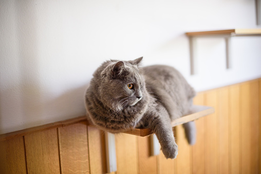 Two and half years old Chartreux cat on the shelf