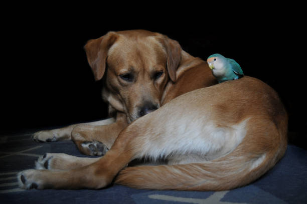 istock Friendship of parrot and a dog 669974504