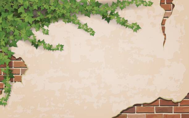 ilustrações de stock, clip art, desenhos animados e ícones de ivy on weathered wall background - hera trepadeira