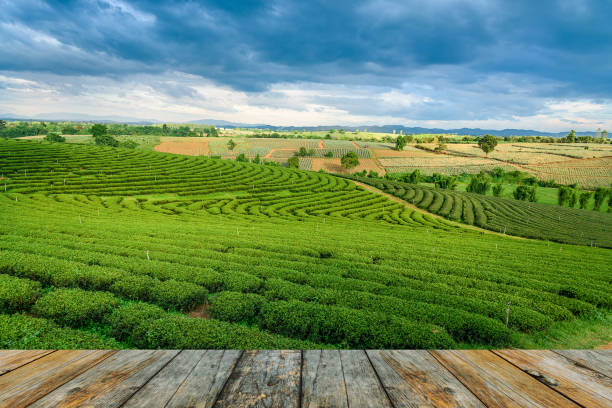istock wood floor on green tea farm, Chiang Rai 669986202