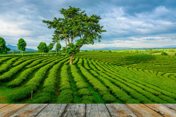 istock wood floor on green tea farm, Chiang Rai 669986206
