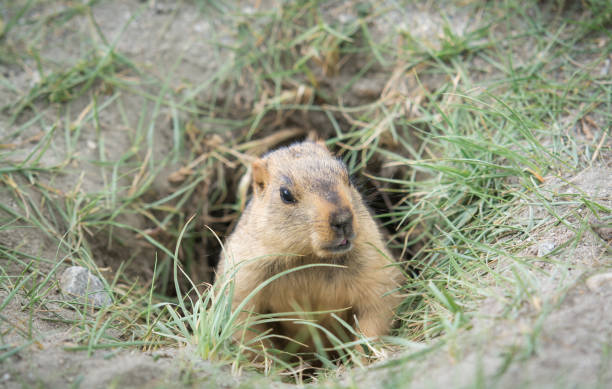 prairie dog, leh ladakh , india - 5461 imagens e fotografias de stock