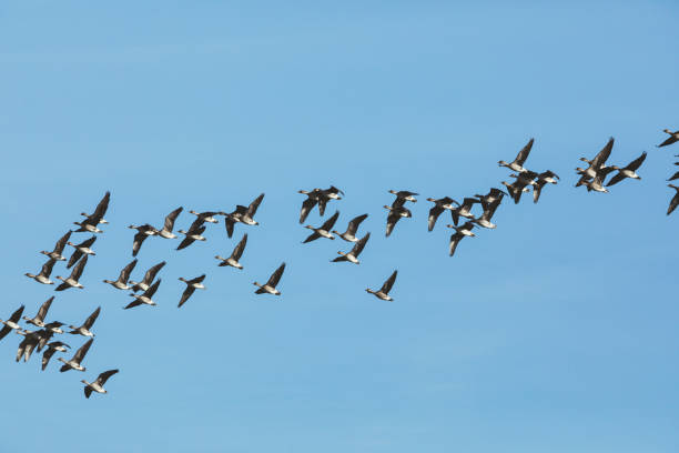 istock Group of wild goose in the blue sky 669989532